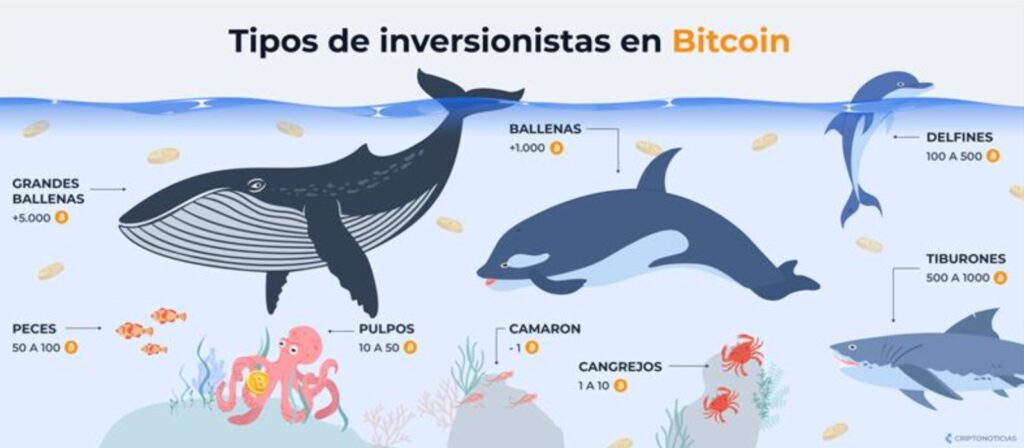 Infografía con distintas especies marinas y fondo azul.